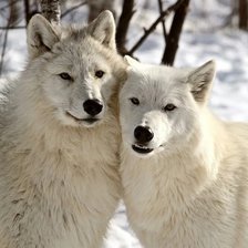 Схема вышивки «белые волки»