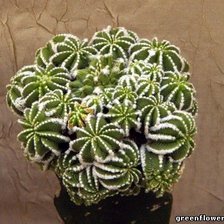 Схема вышивки «кактус»