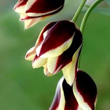 Схема вышивки «Трио»