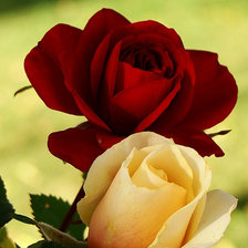 Схема вышивки «Две розы»