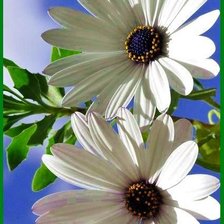 Схема вышивки «Ромашки»