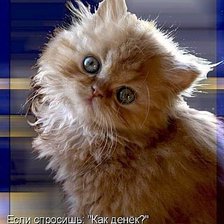 Схема вышивки «Котенок»