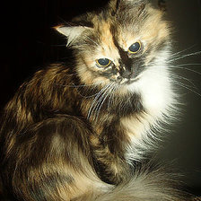 Схема вышивки «Киса»