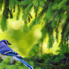 Схема вышивки «Сойка на ветке»