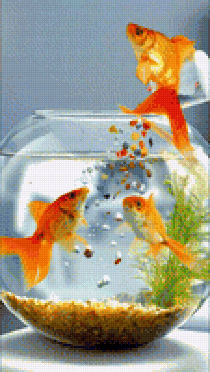 Золотые рыбки в аквариуме - аквариум. домашние любимцы, золотая рыбка, животные, рыбки - предпросмотр