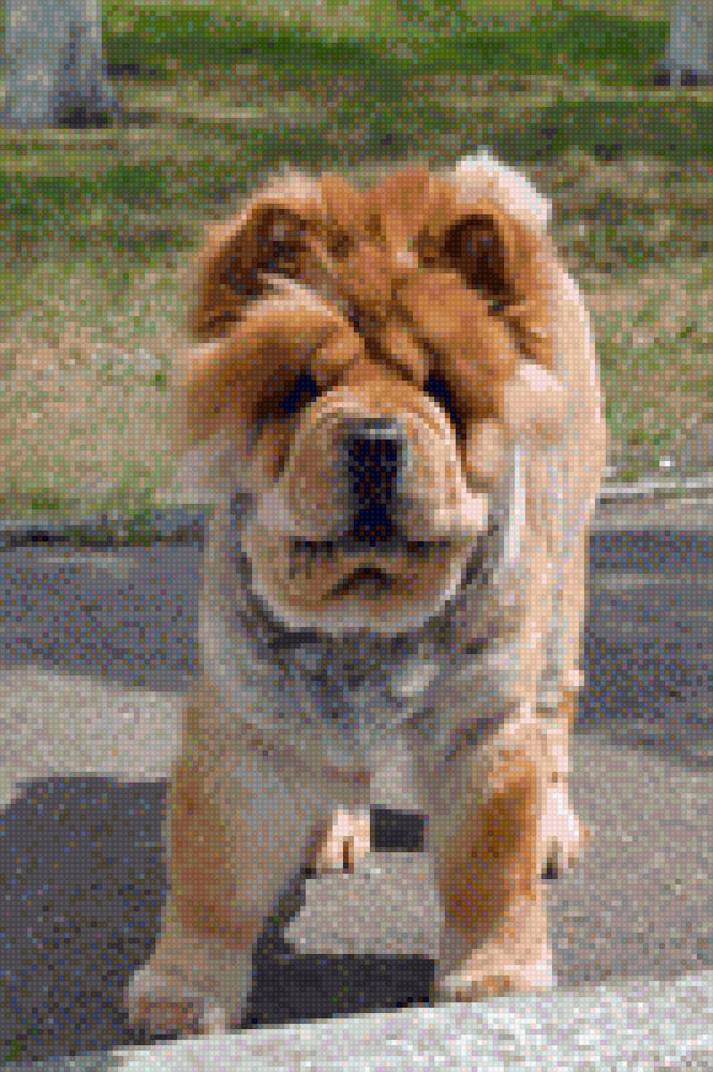 Чау-чау летом - чау-чау, фото, животные. домашние любимцы, собака - предпросмотр