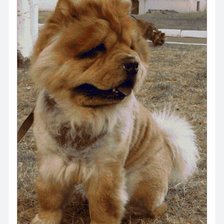 Схема вышивки «Чау-чау Барон»