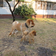 Схема вышивки «Чау-чау и померанский шпиц летом»