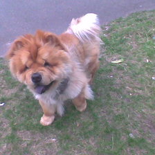 Схема вышивки «Чау-чау Барон на прогулке»