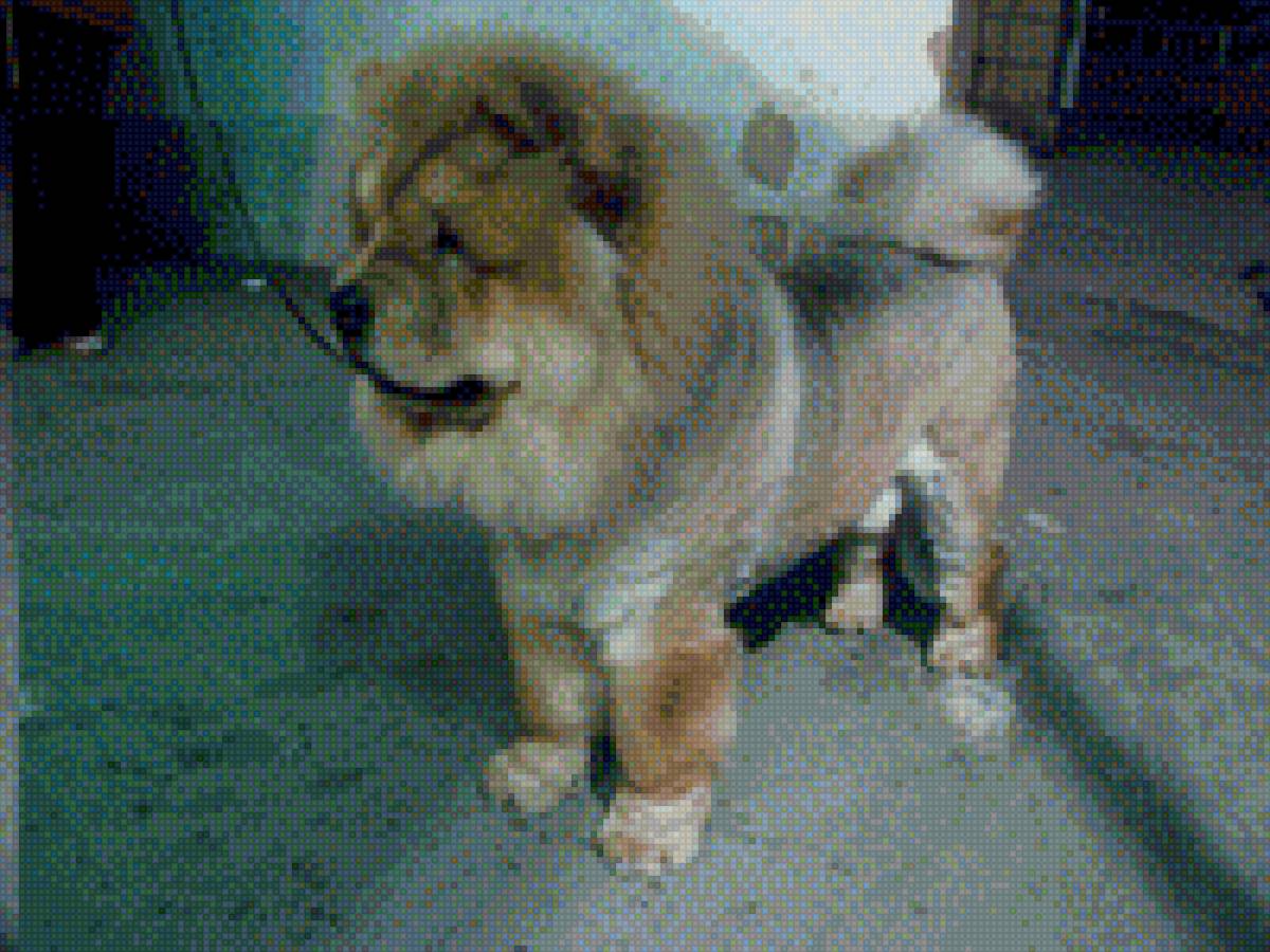 Чау-чау Барон первая стрижка Лев - лето, чау-чау, собака, прогулка, стрижка, домашние любимцы - предпросмотр