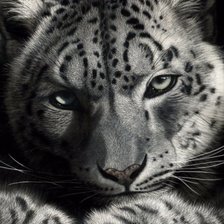 Схема вышивки «Ирбис»