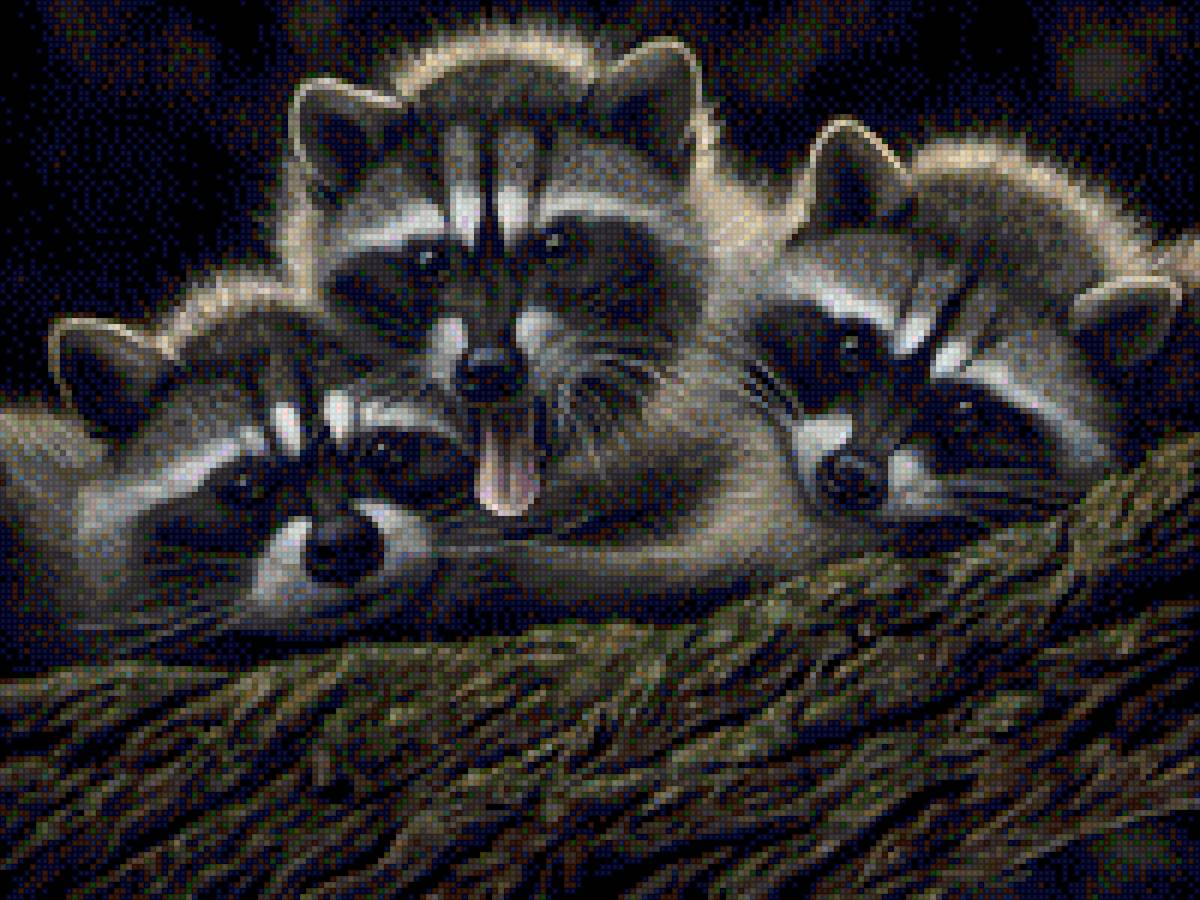 Енотики  троица - енот, лесные звери, щенки енота, звери, фото, дикие звери - предпросмотр