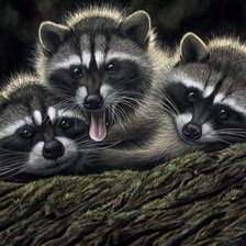 Схема вышивки «Енотики  троица»