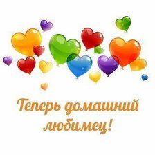 Схема вышивки «Теперь домашний любимец!»