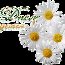 Схема вышивки «Ромашки, с Днем Рождения.»