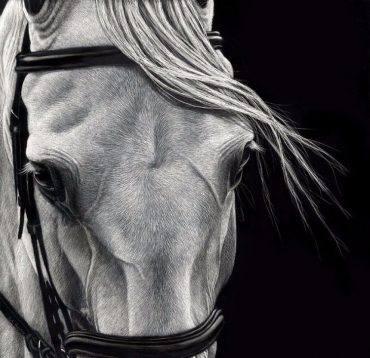 Взгляд коня - лошади, конь, картина, животные, взгляд - оригинал