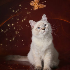 Тайская кошка