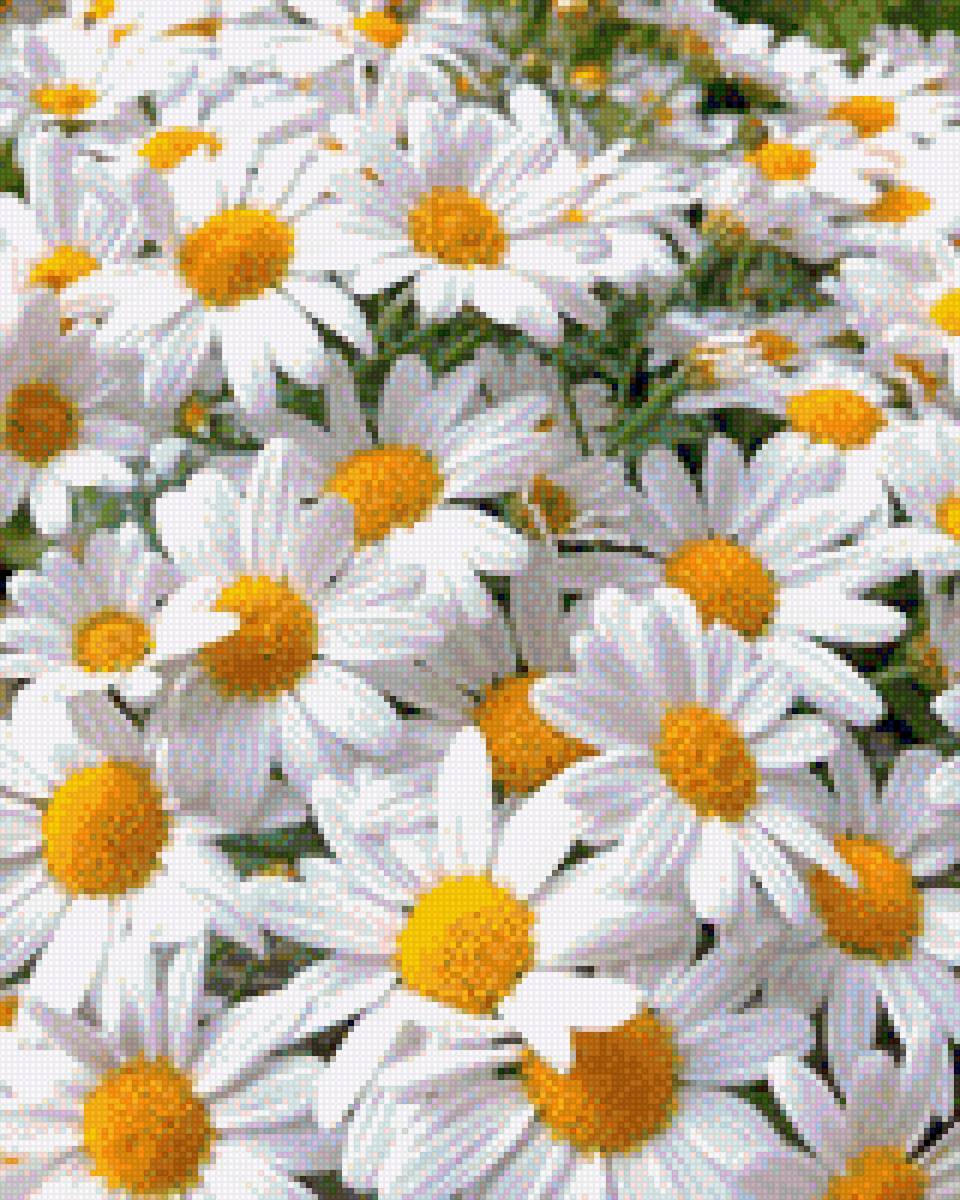 Ромашковый ковер - ковер. поле, открытка, картина, ромашки, заставка - предпросмотр