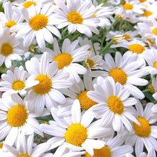 Ромашковый ковер