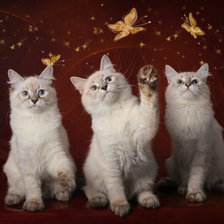 Схема вышивки «Тайские котята трио»