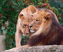 Схема вышивки «Заигрывание львов»