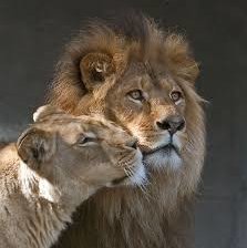 Схема вышивки «Львы на стороже»