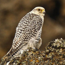 Схема вышивки «Сокол»