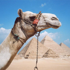 Схема вышивки «Верблюд»