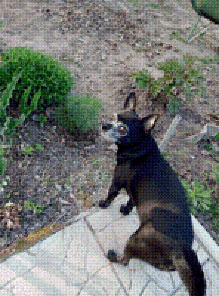 Чихуа-хуа - домашние любимцы, порода, собака, чихуа-хуа - предпросмотр