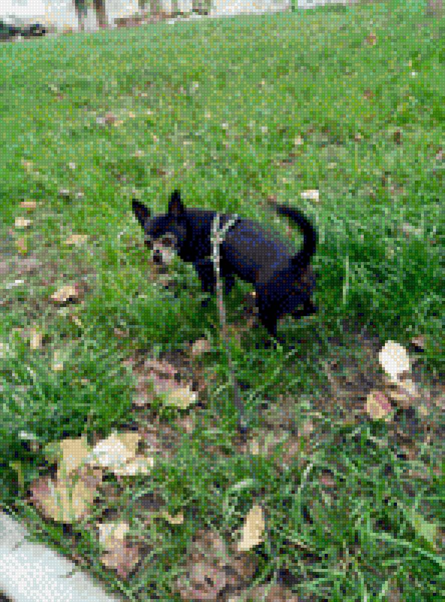 Чихуа-хуа - собака, домашние любимцы, чихуа-хуа, порода - предпросмотр