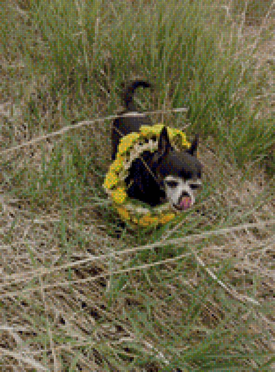 Чихуа-хуа - собака, порода, домашние любимцы, чихуа-хуа - предпросмотр