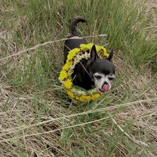 Схема вышивки «Чихуа-хуа»