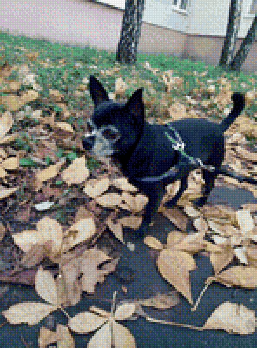 Чихуа-хуа - домашние любимцы, собака, чихуа-хуа, порода - предпросмотр