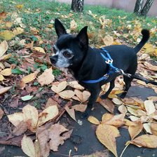 Схема вышивки «Чихуа-хуа»