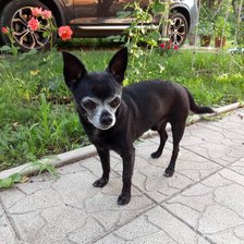 Схема вышивки «Чихуа-хуа»