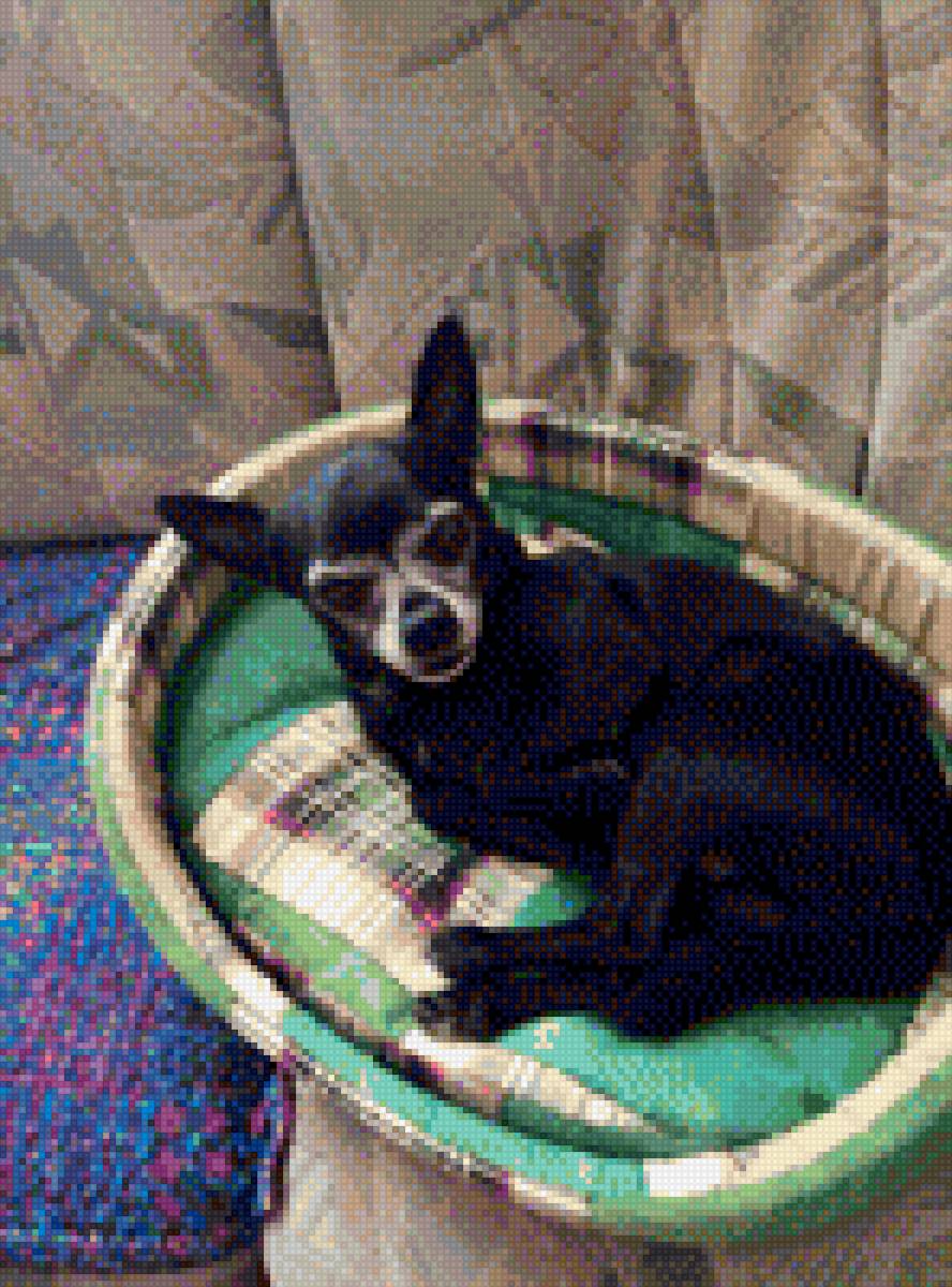 Чихуа-хуа - собака, чихуа-хуа, домашние любимцы, порода - предпросмотр