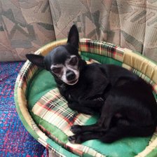 Схема вышивки «Чихуа-хуа»