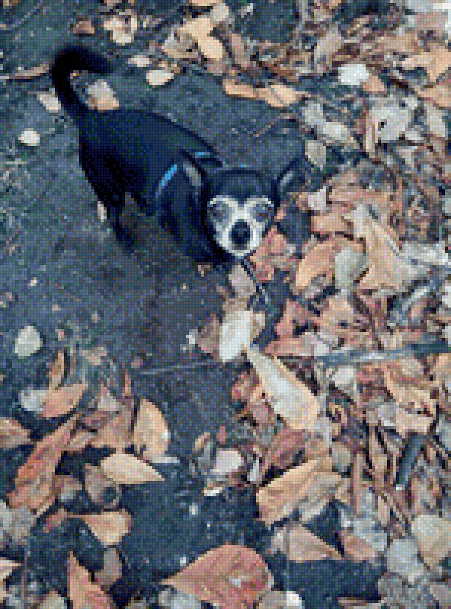 Чихуа-хуа - собака, чихуа-хуа, порода, домашние любимцы - предпросмотр