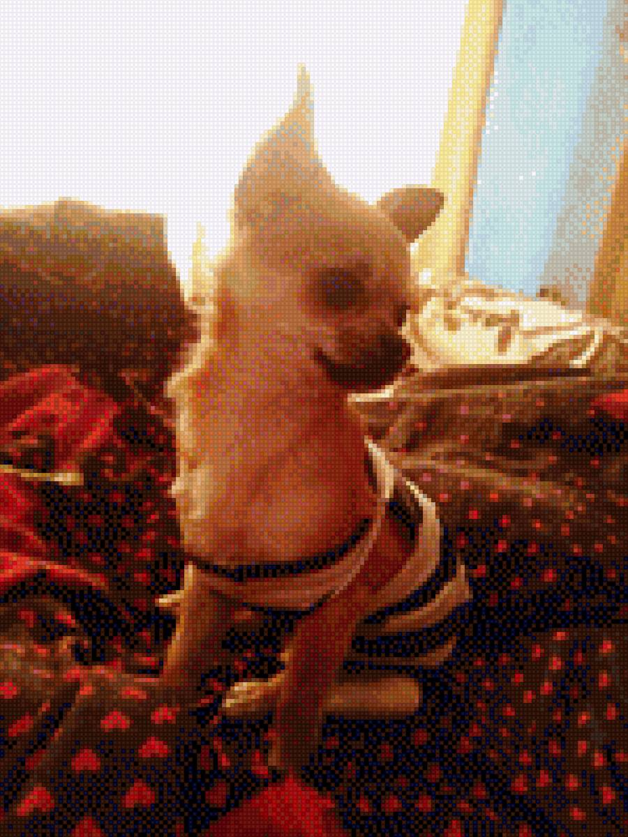 Чихуа-хуа - собака, чихуа-хуа, домашние любимцы, порода - предпросмотр