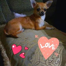 Схема вышивки «Чихуа-хуа»