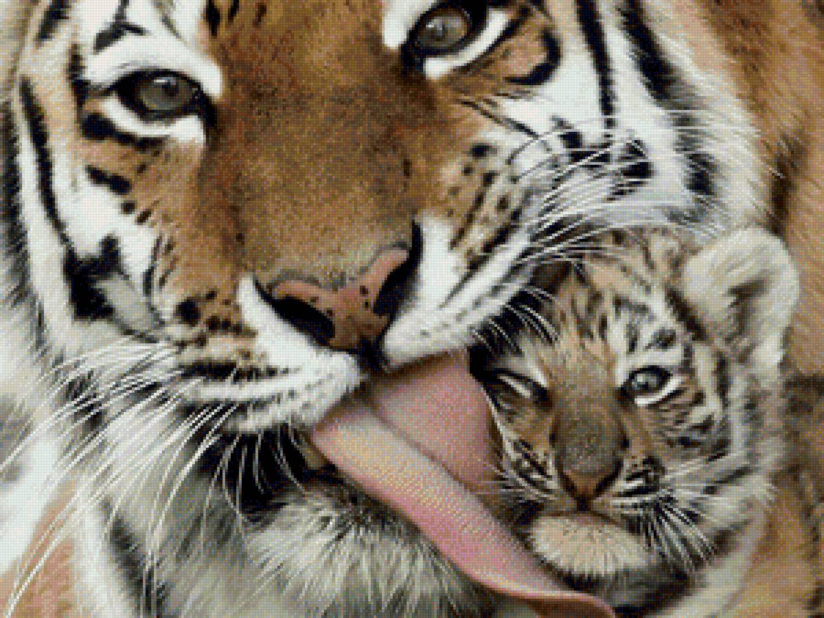 тигра - животные, природа - предпросмотр