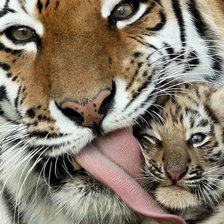 Схема вышивки «тигра»