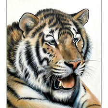 Схема вышивки «Тигруля.»