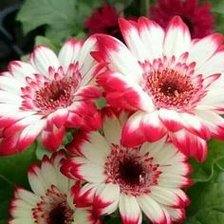 красивые цветы