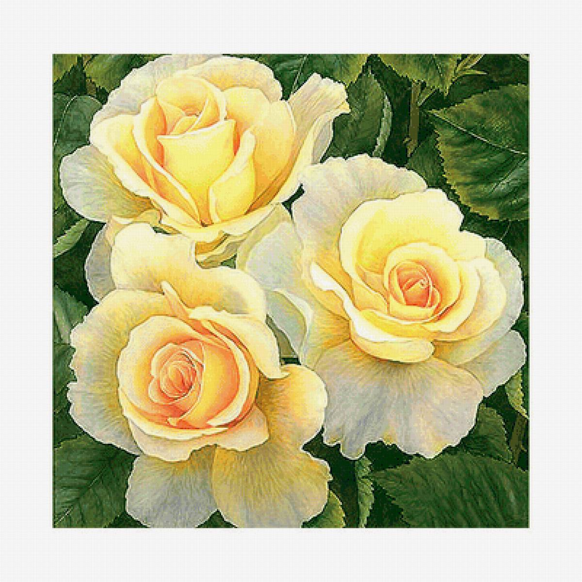 Серия "Розы". - флора, розы, цветы - предпросмотр