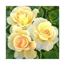 Схема вышивки «Серия "Розы".»