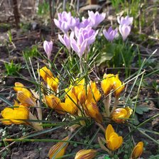 Схема вышивки «крокусы»