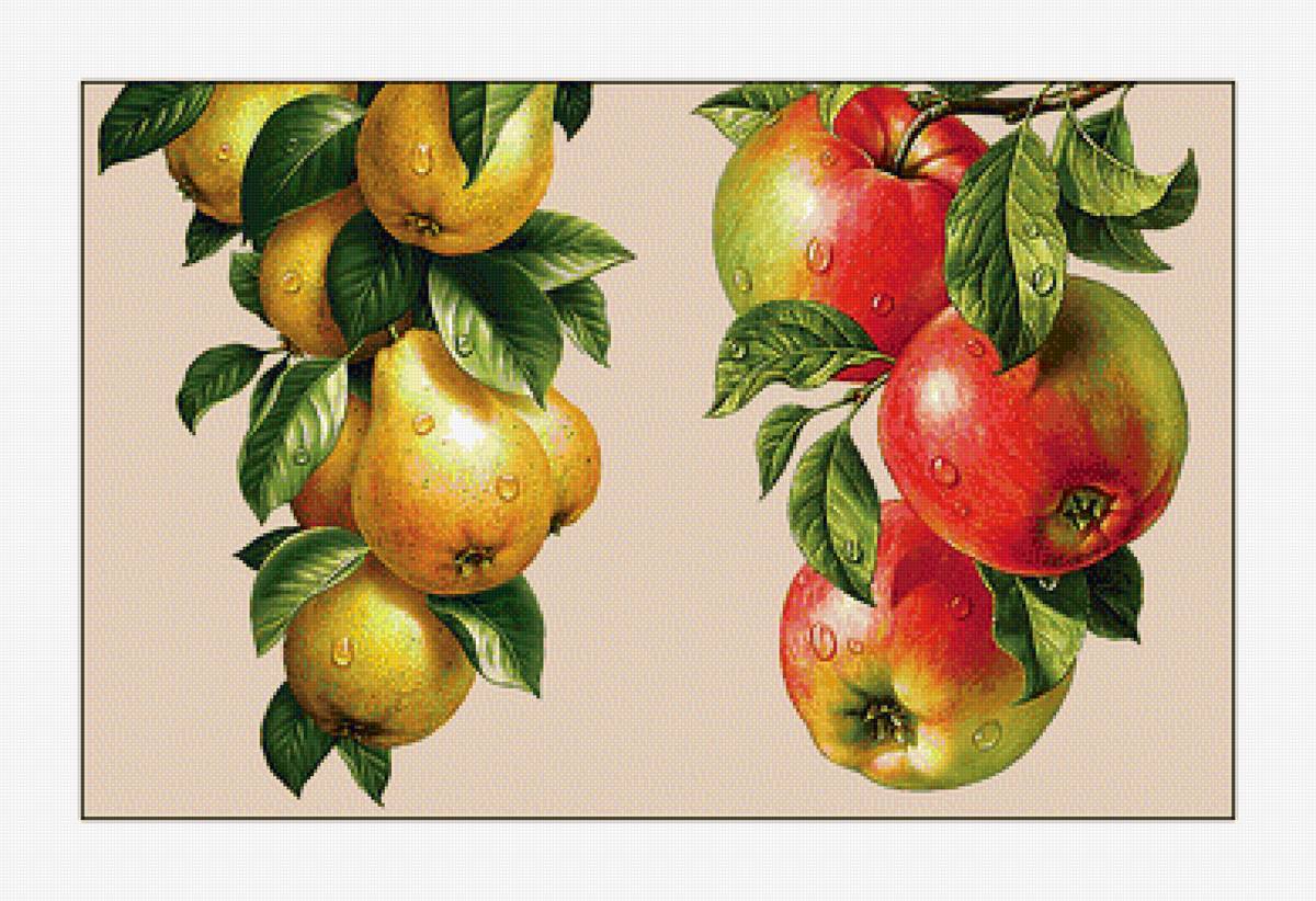 Яблоки-груши. - груши, фрукты, яблоки - предпросмотр