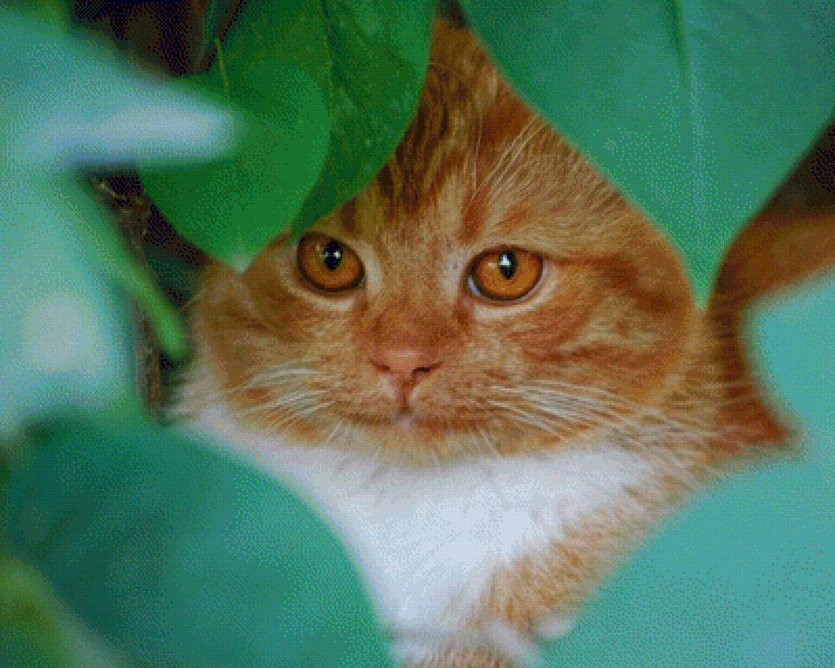 В засаде - животные, кошки - предпросмотр