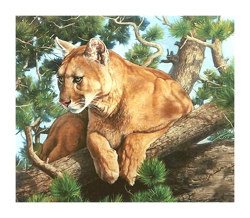 Серия "Хищники". - животные, хищники - оригинал